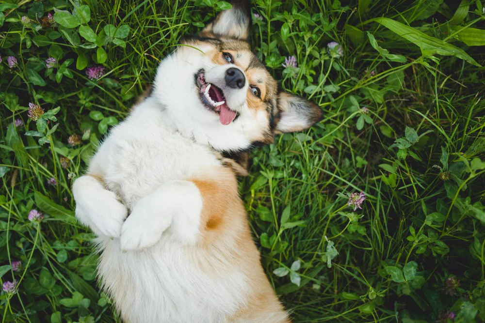 corgi rolling in grass