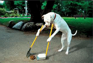 dog sweaping