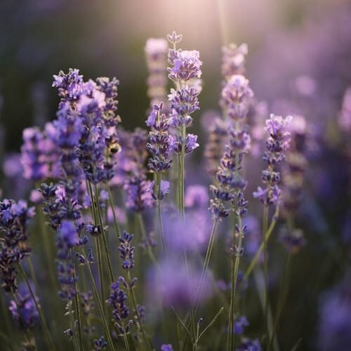 free photo of sunlit lavender field in early summer